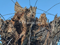 Ancient Bark & Sky