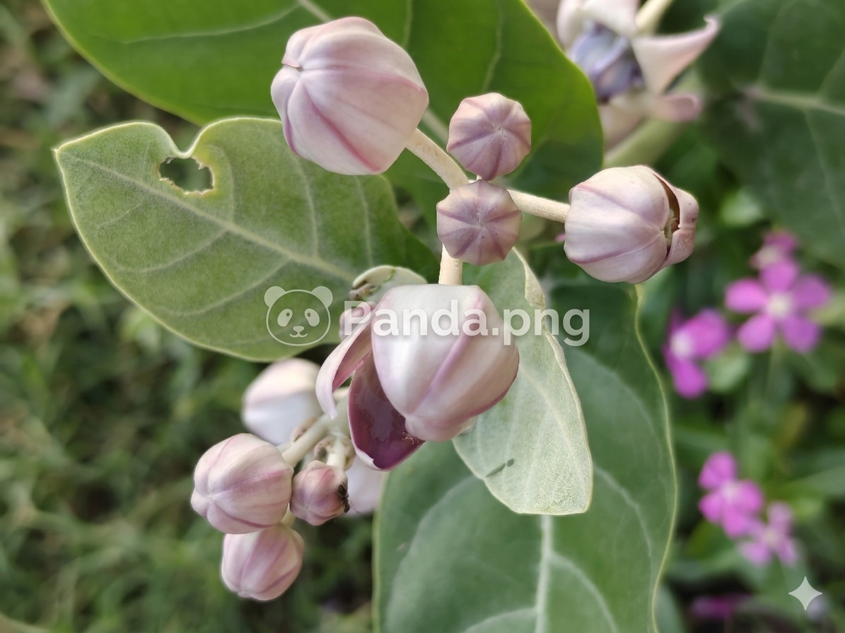 Lavender Crown Buds