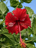 Crimson Hibiscus Radiance