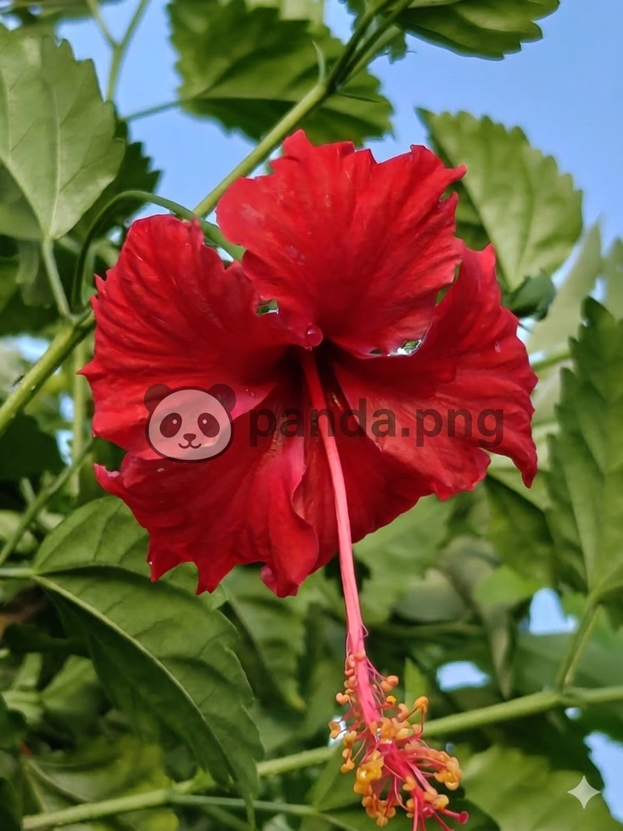 Crimson Hibiscus Radiance