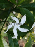 Ivory Pinwheel Bloom