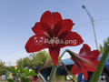 Scarlet Petals in Sunlight