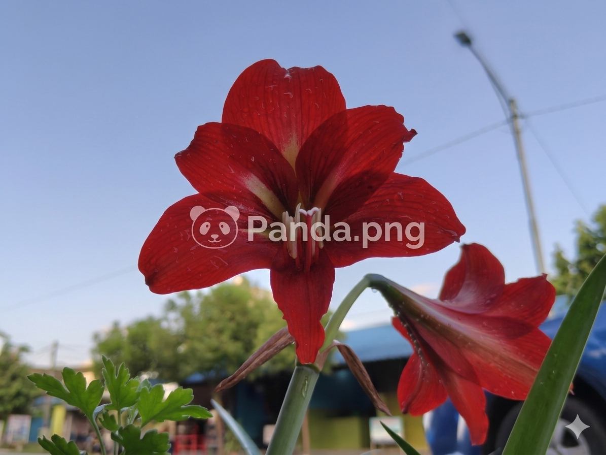 Scarlet Petals in Sunlight